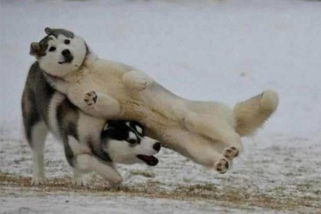 Animals Could Teach Us A Lot About Friendship