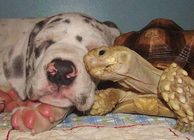 Animals Could Teach Us A Lot About Friendship