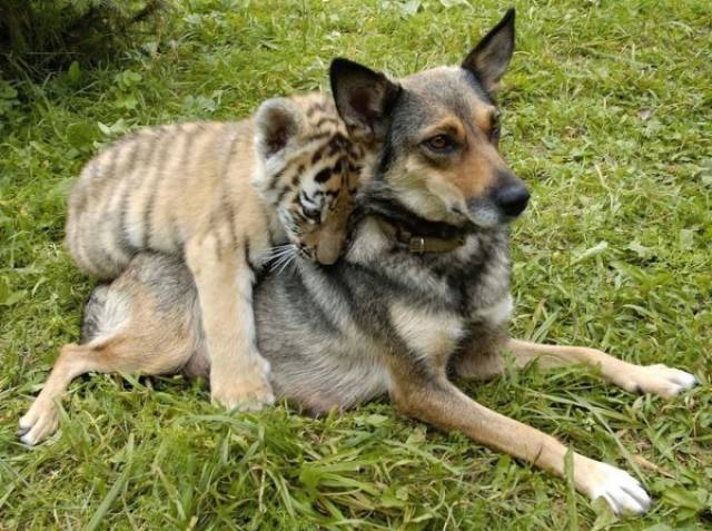 Animals Could Teach Us A Lot About Friendship