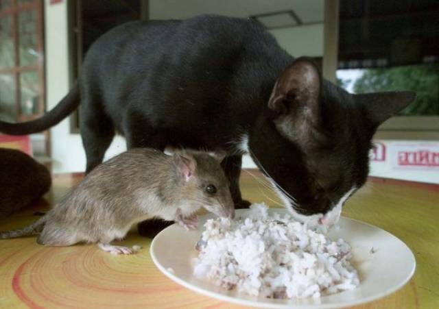 Animals Could Teach Us A Lot About Friendship