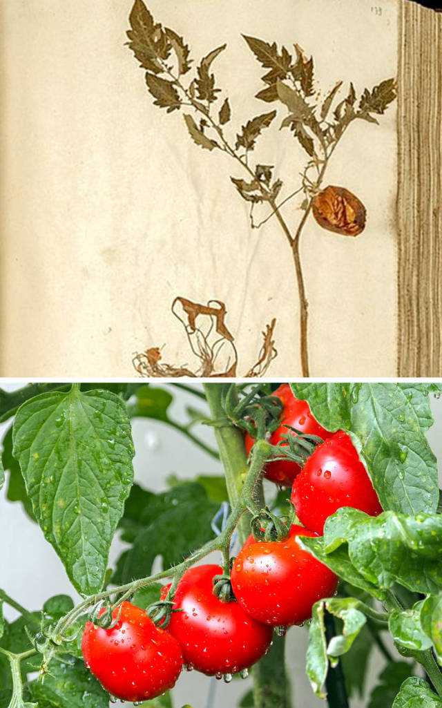 Even Fruits And Vegetables Looked Differently In The Past
