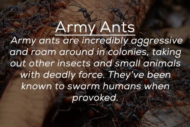 Although Very Small, Many Bugs Are Still Very Deadly