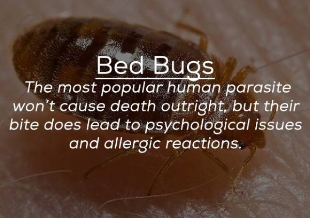Although Very Small, Many Bugs Are Still Very Deadly
