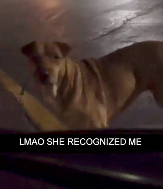 Her Dog Was Having An Affair Until She Decided To Put An End To It