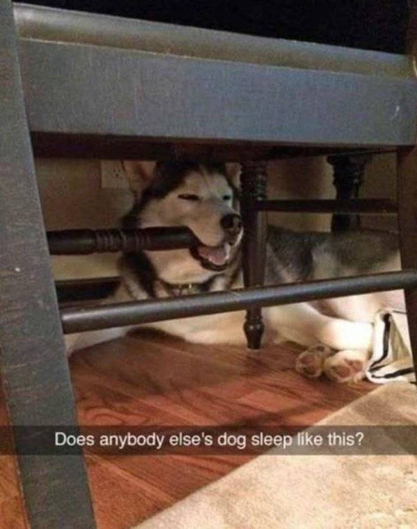 Hilarious Photos That Prove Huskies Are The Mysterious Dogs