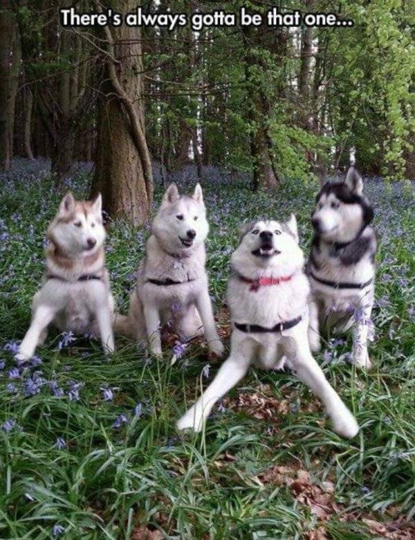Hilarious Photos That Prove Huskies Are The Mysterious Dogs