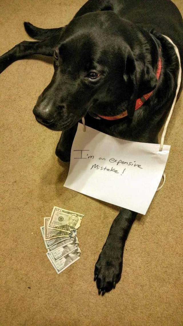 These Pets Are Trueborn Criminals