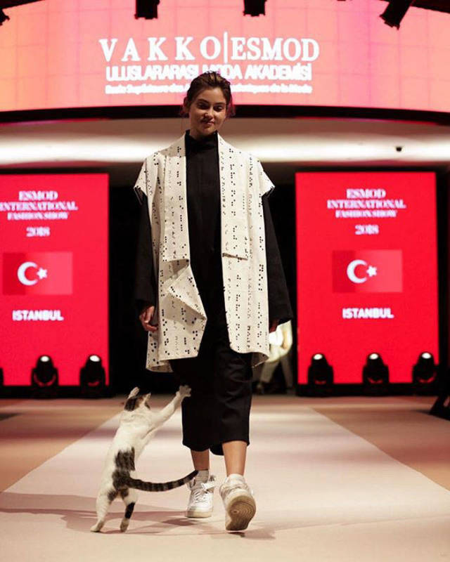 Cats Take Back What Rightfully Belongs To Them – Catwalk
