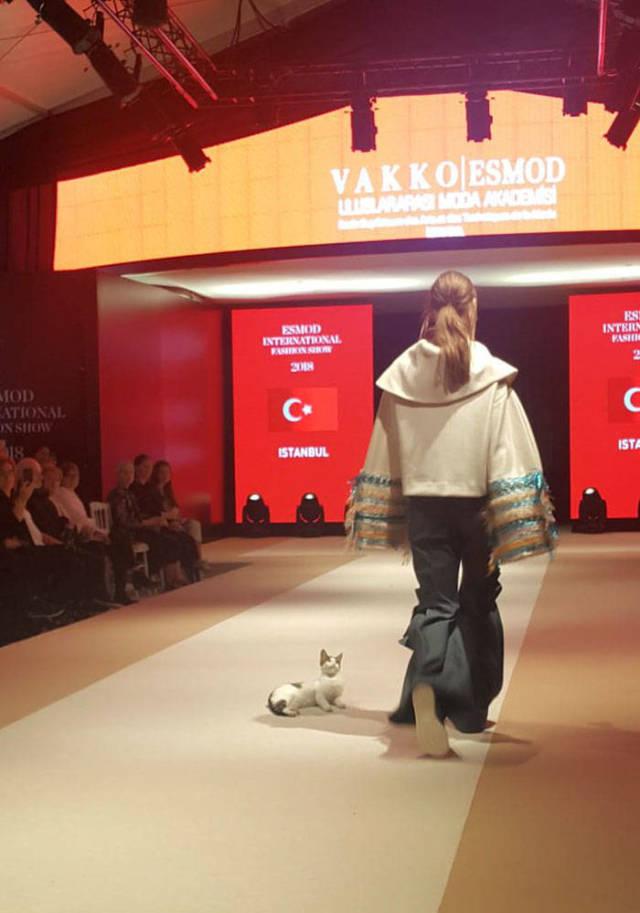 Cats Take Back What Rightfully Belongs To Them – Catwalk
