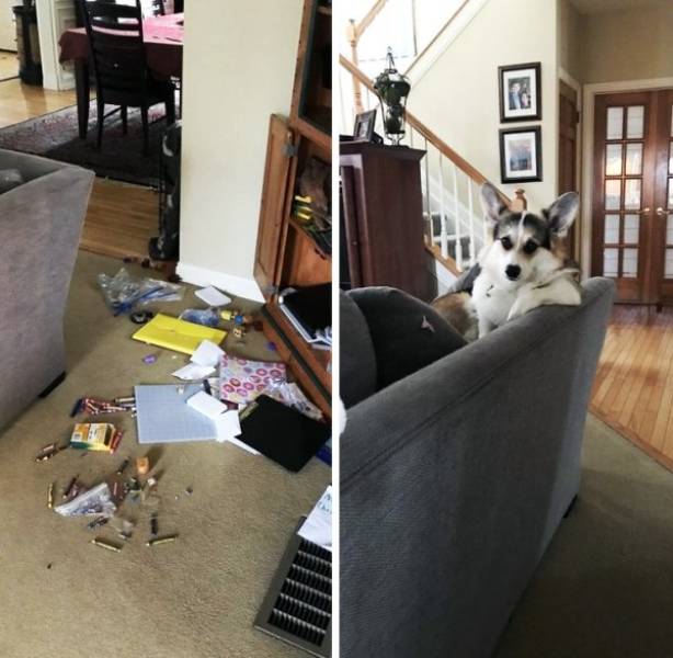 Funny Animals Is What Each One Of Us Needs