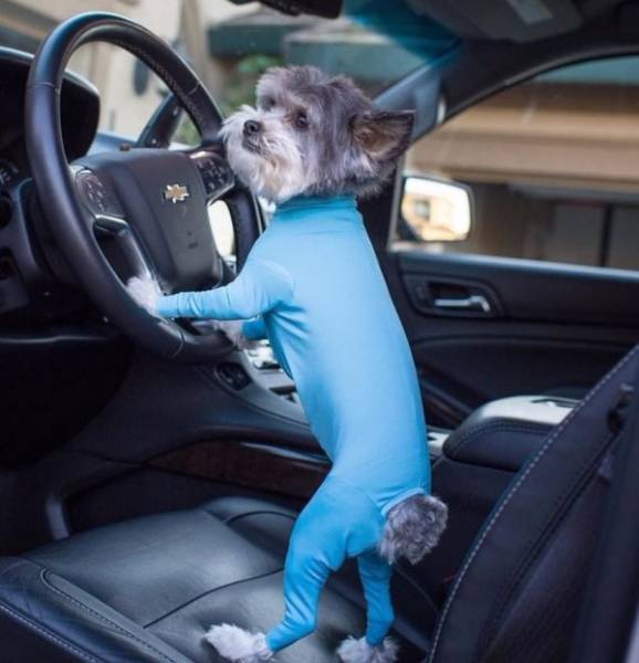 Funny Animals Is What Each One Of Us Needs