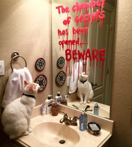 Funny Animals Is What Each One Of Us Needs