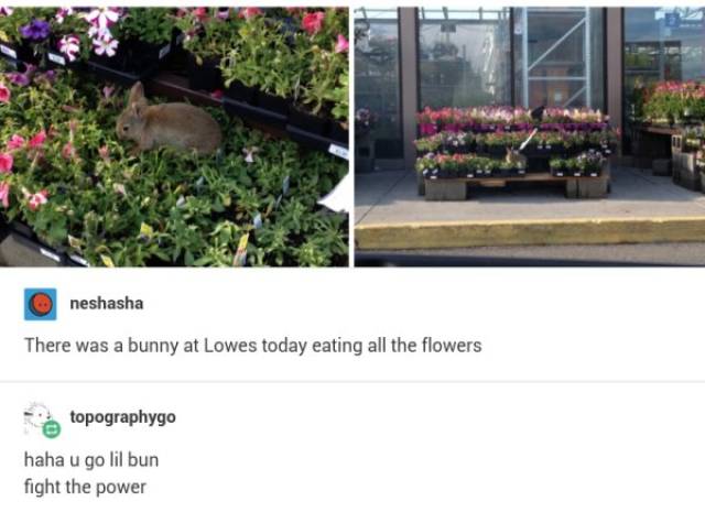 Funny Animals Is What Each One Of Us Needs