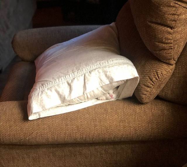 Funny Animals Is What Each One Of Us Needs