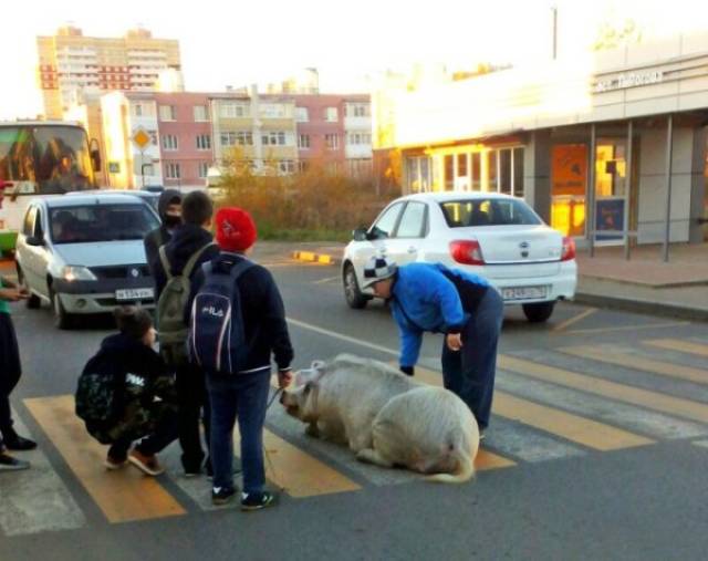 Funny Animals Is What Each One Of Us Needs