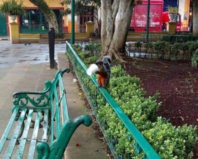 Funny Animals Is What Each One Of Us Needs