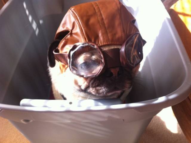 Funny Animals Is What Each One Of Us Needs