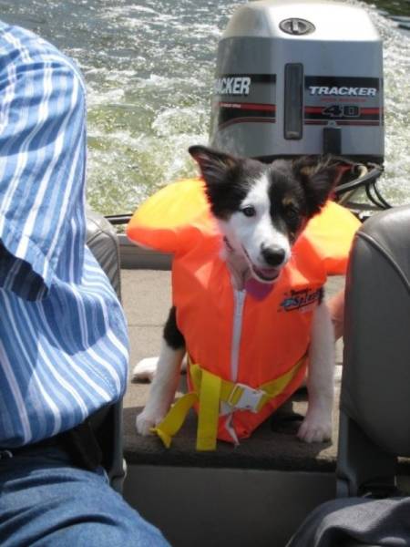 Funny Animals Is What Each One Of Us Needs