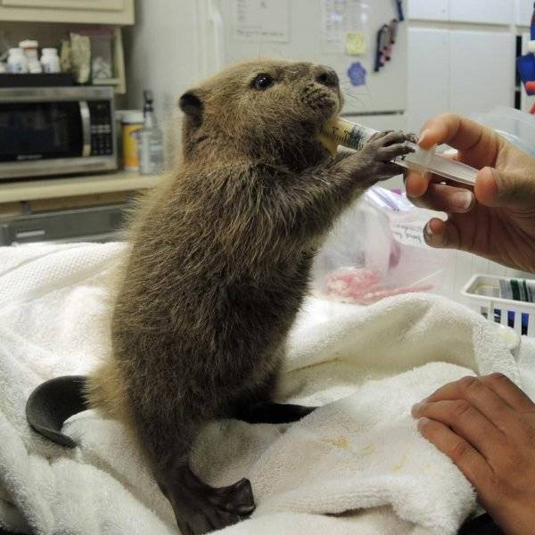 Funny Animals Is What Each One Of Us Needs