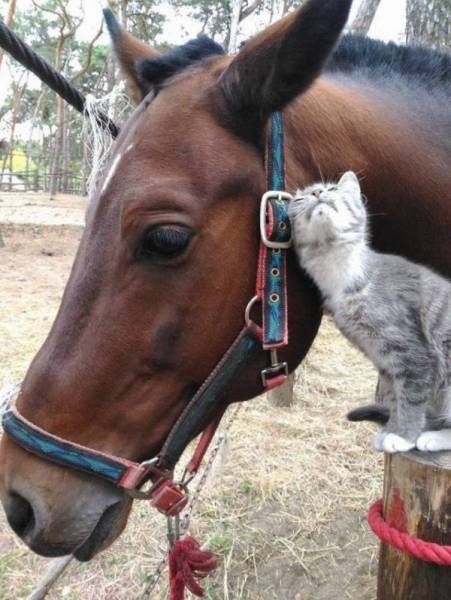 Funny Animals Is What Each One Of Us Needs