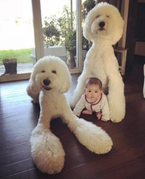 Funny Animals Is What Each One Of Us Needs