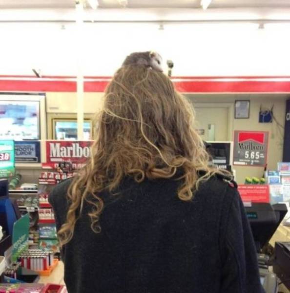 Funny Animals Is What Each One Of Us Needs