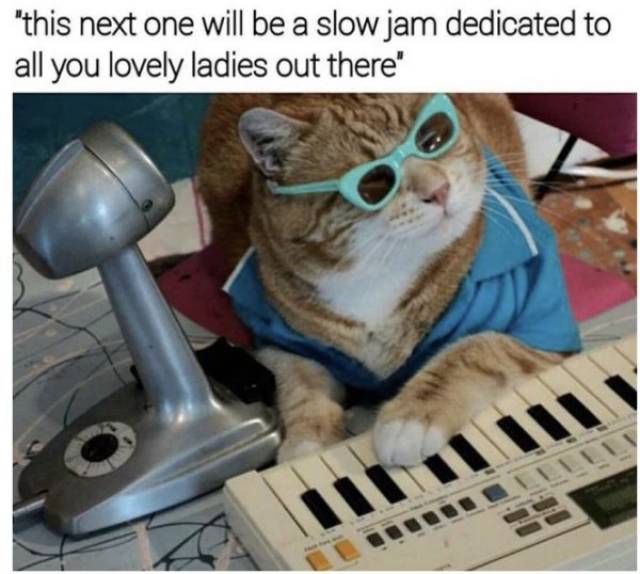 Funny Animals Is What Each One Of Us Needs