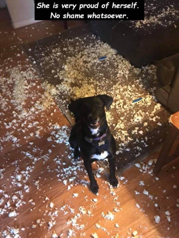 Funny Animals Is What Each One Of Us Needs