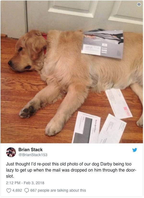 Funny Animals Is What Each One Of Us Needs