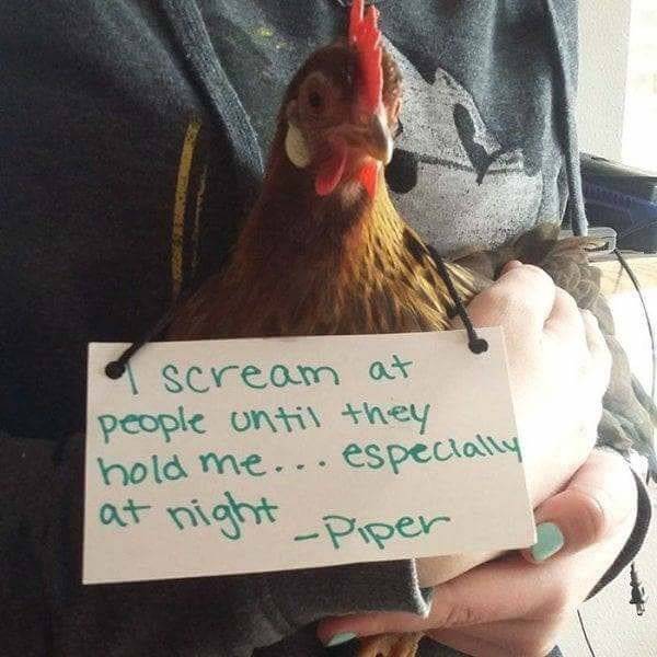 Chickenshaming Is Getting Real!