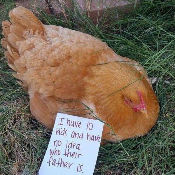 Chickenshaming Is Getting Real!
