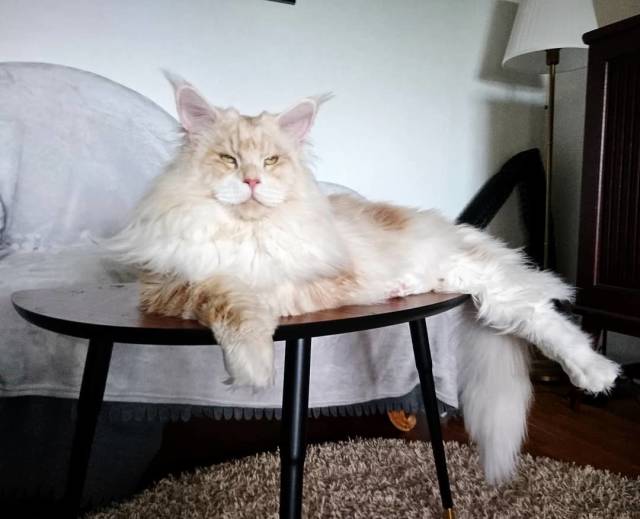 Here’s What Life With A Maine Coon Looks Like (23 pics) - Izismile.com