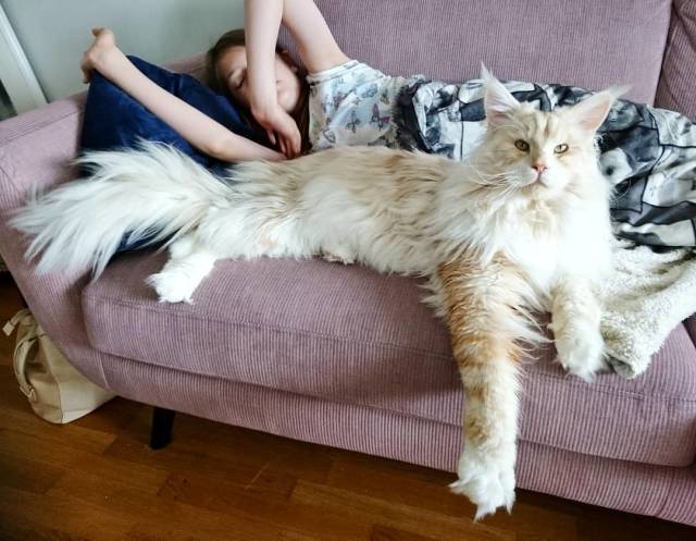 Here’s What Life With A Maine Coon Looks Like