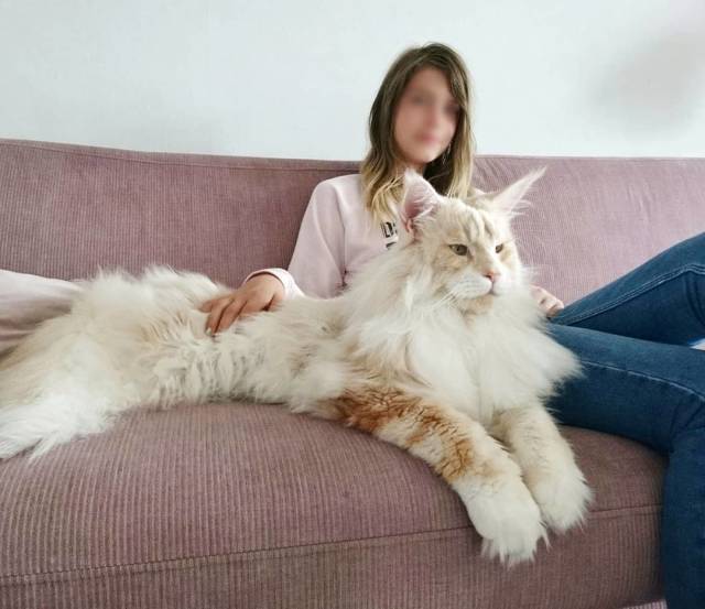 Here’s What Life With A Maine Coon Looks Like