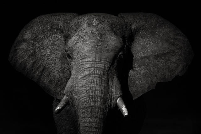 The Winners Of 2018 Siena International Photo Awards Have More Than Deserved Their Prize