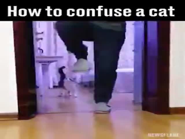 How To Confuse A Cat