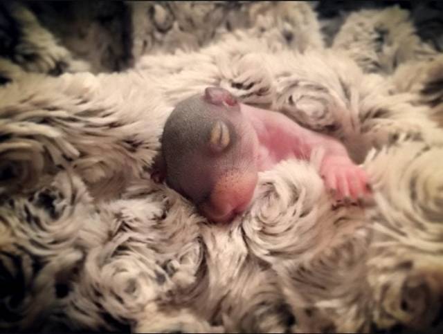 This Squirrel Was Abandoned By Its Mother, But People Raised Her To Become A True Beauty