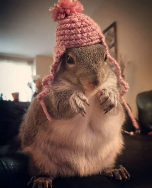 This Squirrel Was Abandoned By Its Mother, But People Raised Her To Become A True Beauty