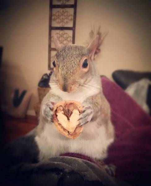 This Squirrel Was Abandoned By Its Mother, But People Raised Her To Become A True Beauty