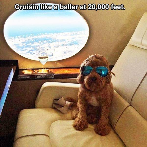 Some Pets Are Richer Than The Instagram Kids