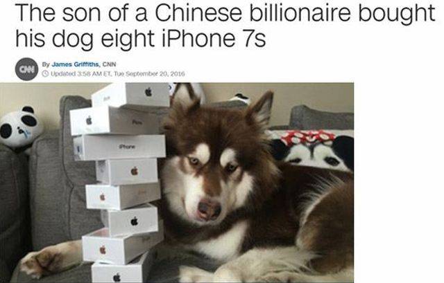 Some Pets Are Richer Than The Instagram Kids