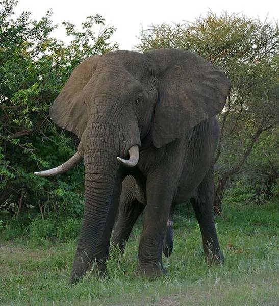 Giant And Beautiful. Elephant Facts