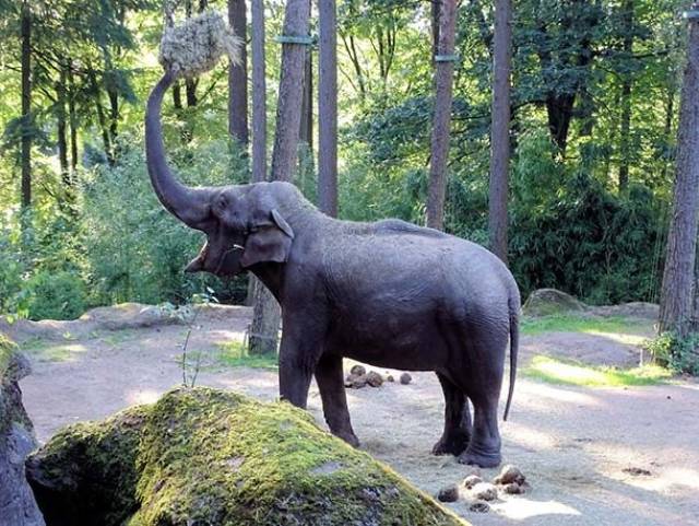 Giant And Beautiful. Elephant Facts