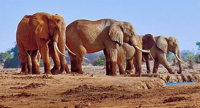 Giant And Beautiful. Elephant Facts