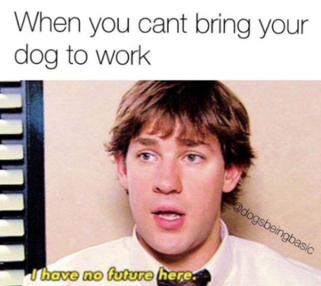 Dog Memes, Why Did It Have To Be Dog Memes