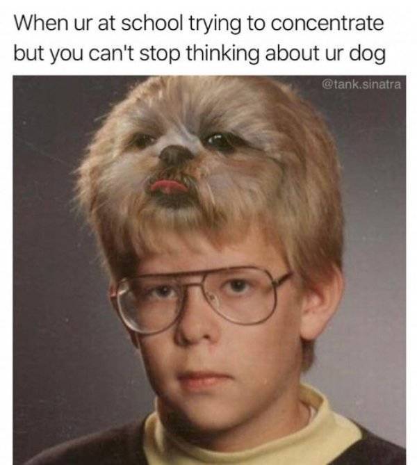 Dog Memes, Why Did It Have To Be Dog Memes