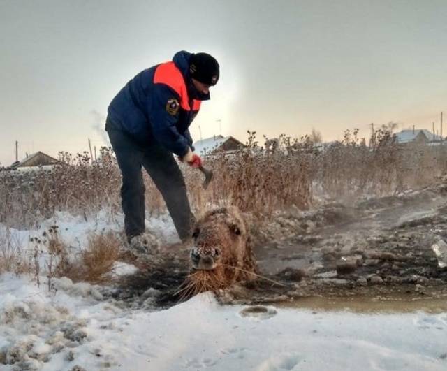 This Is How Horses Are Being Rescued From Ice In Yakutsk, Russia