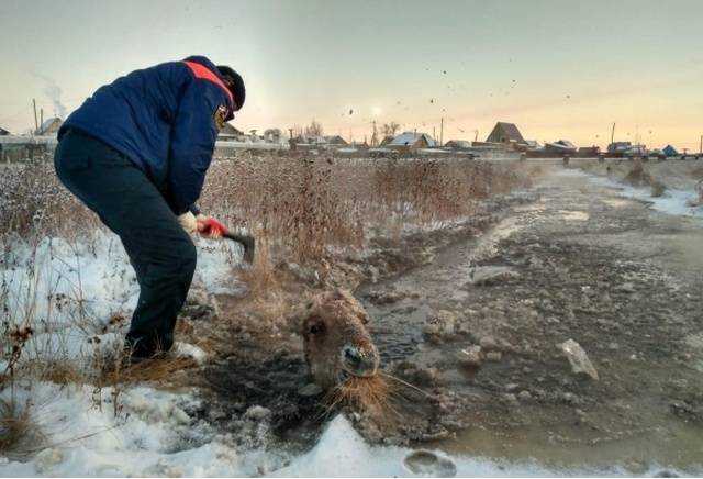 This Is How Horses Are Being Rescued From Ice In Yakutsk, Russia