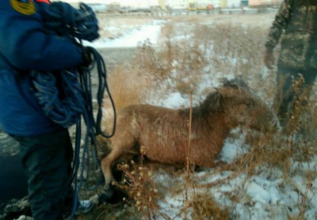 This Is How Horses Are Being Rescued From Ice In Yakutsk, Russia
