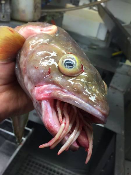 We Know Nothing About Deep Sea Creatures